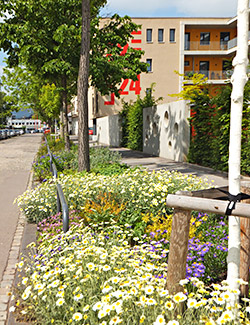Foto: Baumbeet Thyrsusstraße22-24